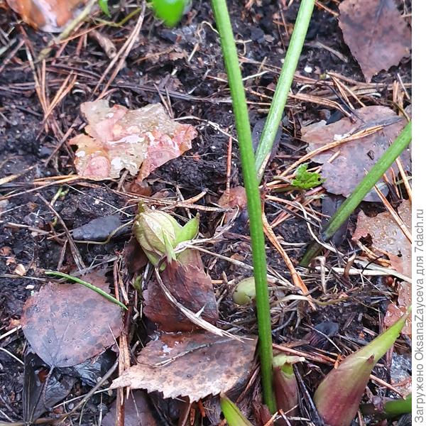 И тоже пошли бутоны на Морознике. Поменьше, чем у коллег в Калининграде, но уже есть =)