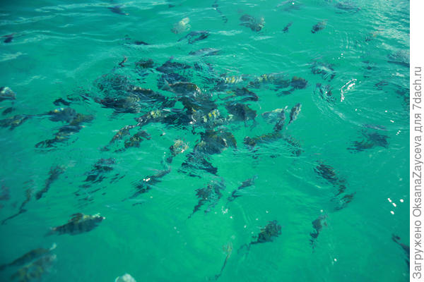 И густо населенное =) Кормежка рыбок с корабля =)