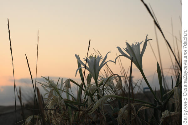 Эдельвейсы на восходе (это ведь они?), на морском пляже, прямо в песке растут