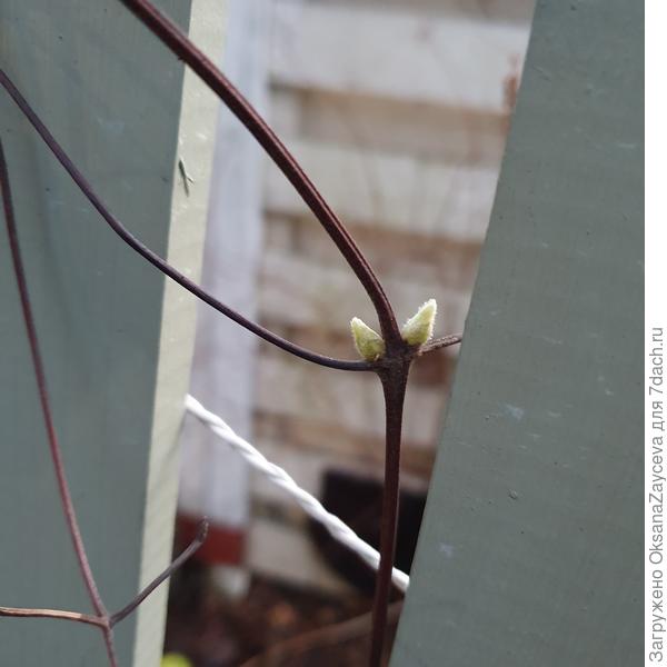 Пошел расти клематис