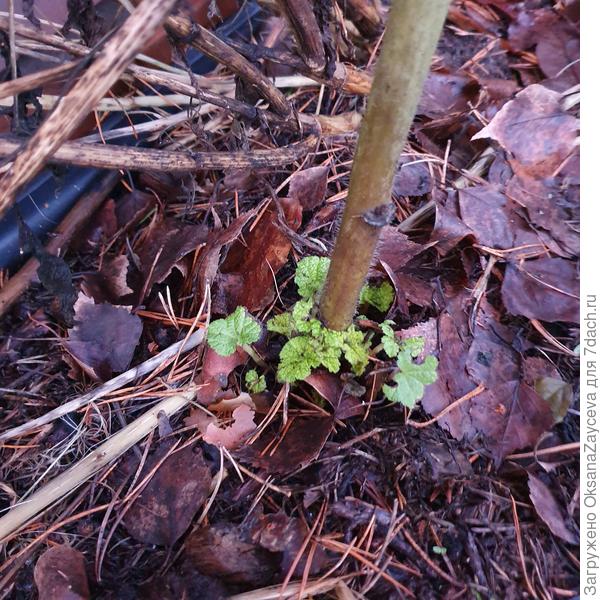 Шток-роза пожоже перезимовала... И так все кустики, что были