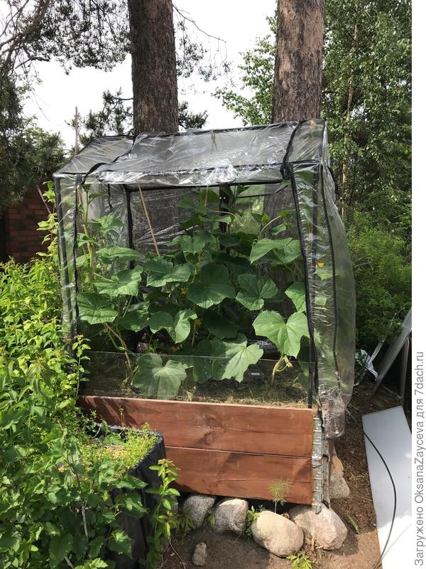 17 июня, не огурцы - лошади!