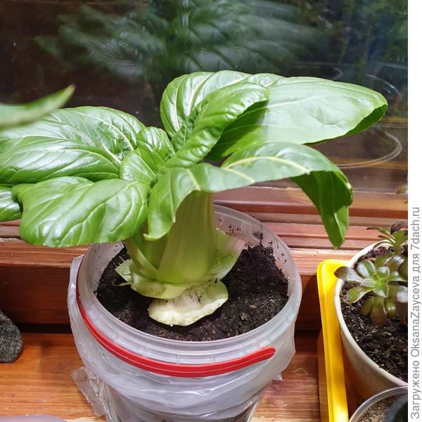 Несколько листьев уже щипанули