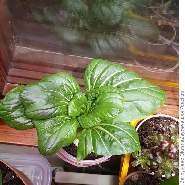 За неделю опять розетка отрасла, буду салат готовить =)