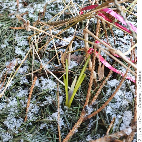 Еще один крокус