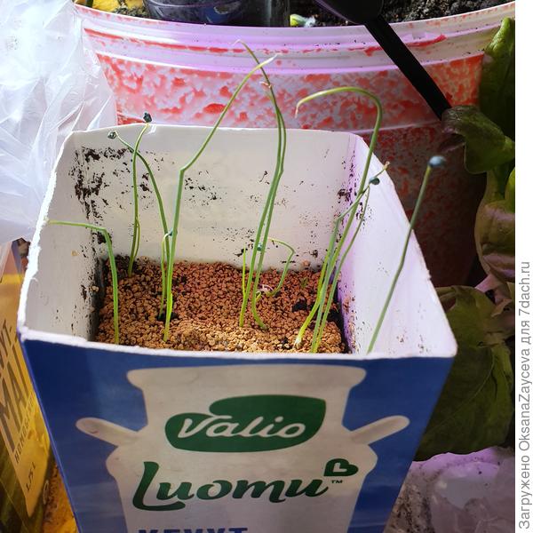 Земля еще немного утрамбовалась, надо бы побольше