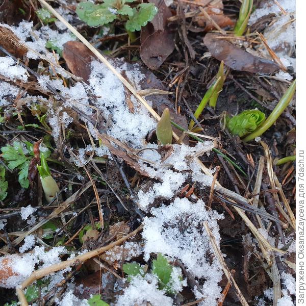 У нас еще не распустились, но уже показались =) Тюльпаны, галантусы, крокусы и даже рябчик вылез =)