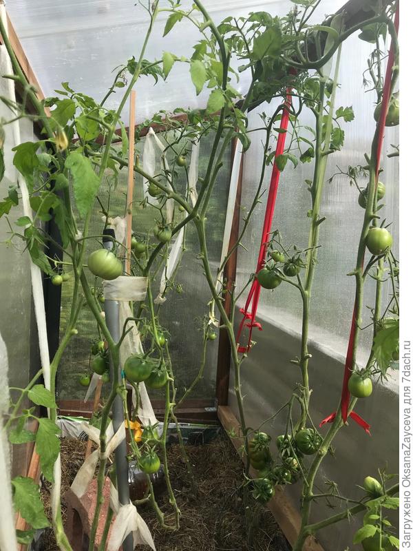 У меня томатов не больше, но те что есть, все мои =)