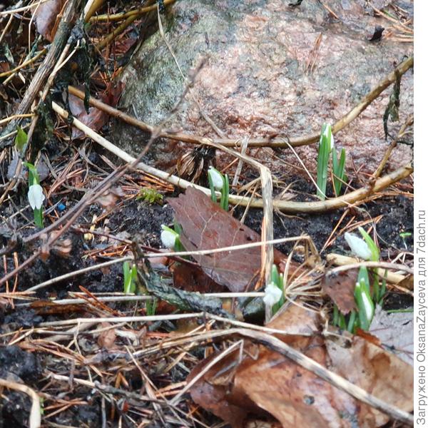 Сегодняшние галантусы. Жаль только дождь и штормит