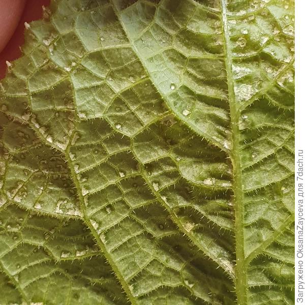 Те же сухие пятна, живности не обнаружено даже с увеличением микроскопа *500  Просто сухие пятнышки =(