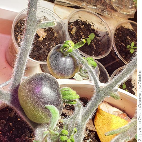 Отлично плодоносят томаты, весьма себе уличный сорт. Первая уже начала зреть =)