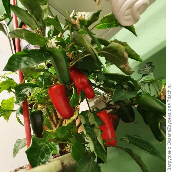 Недавно собранные перчики, я о них писала в Саде на окне