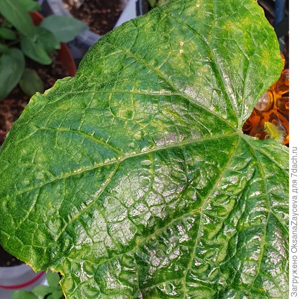 Мои листики