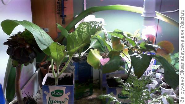 Баклажаны показали ту же историю =(