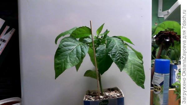 9 апреля Перец Тоша