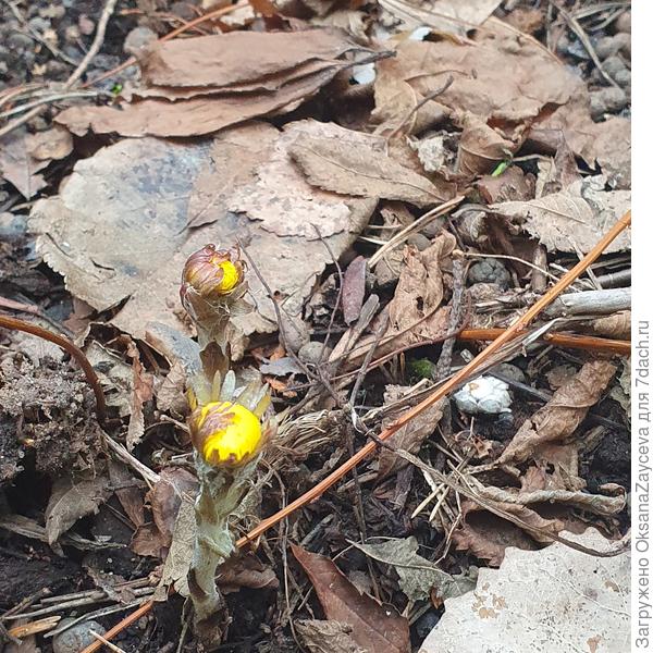 Солнышко Мать-и-Мачеха