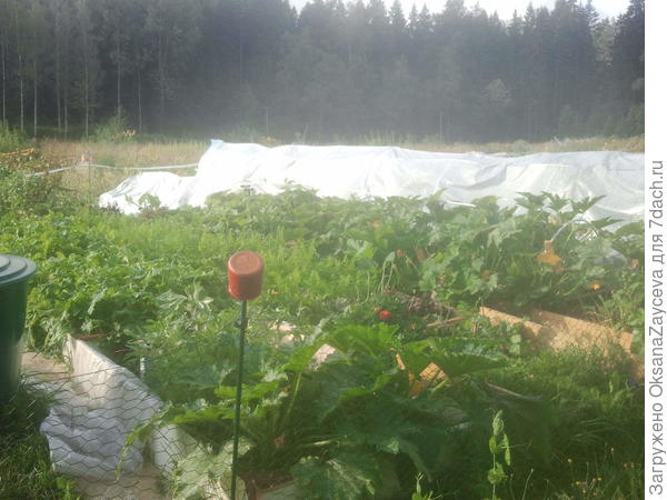 На фоне пленки грядка с тыквой и кабачками, вот тыква заплела половину этого вала =) Вторая половина - кабачки