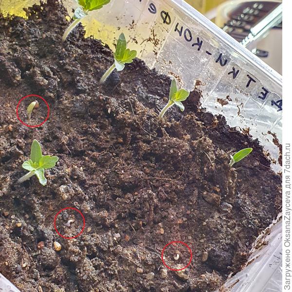 28 марта еще 3 всхода, итого уже 9 из 10 (на фото снизу 2 петельки и левый правый угол — листики в семечке