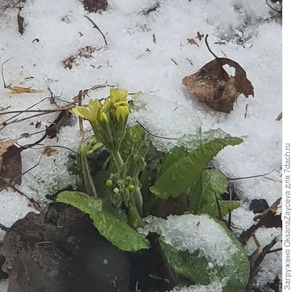 Только что в окно сфотографировала, на улицу вообще выходить не хочется =(