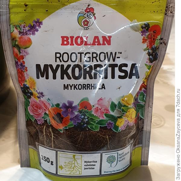 Вот такие грибочки