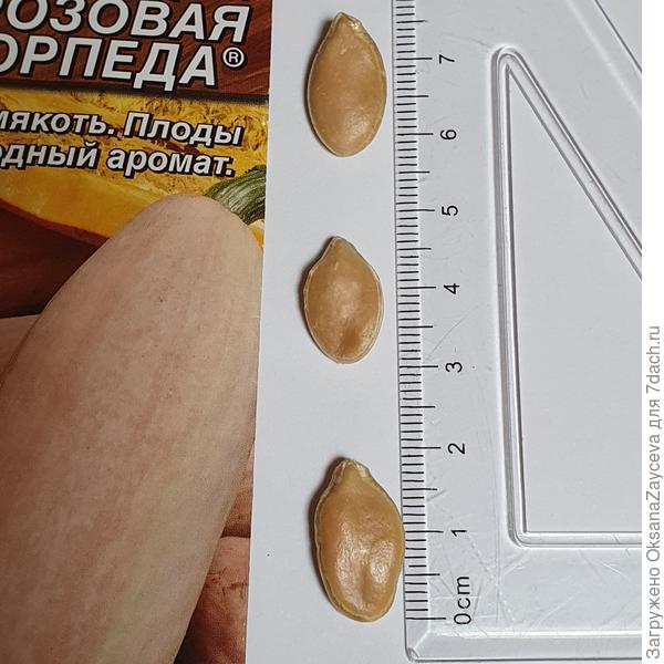 Семена тыквы Розовая торпеда