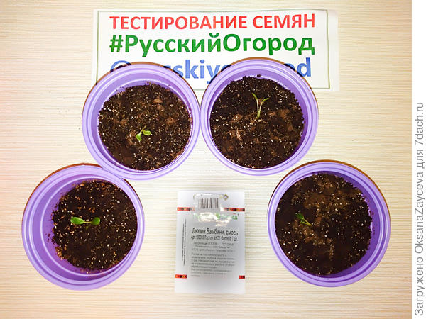 12 апреля, люпины Бамбини