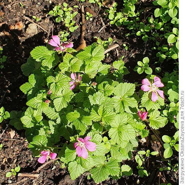 Княженика цветет