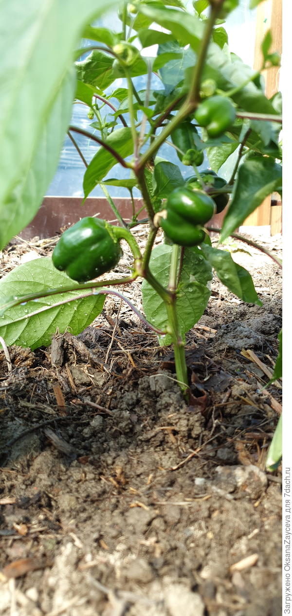 Шоколадный хоровод сегодня