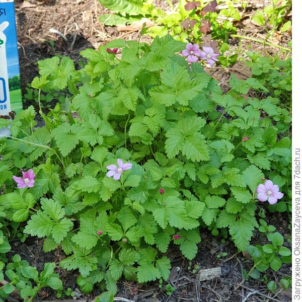 Кустик княженики цветет, у меня сейчас 4 сорта собрано