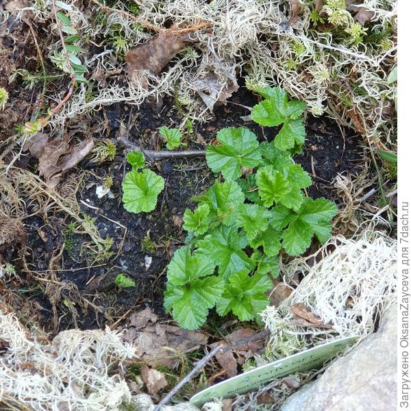 Морошка прямо пошла! Сорт садовый NYBY, выведен финами