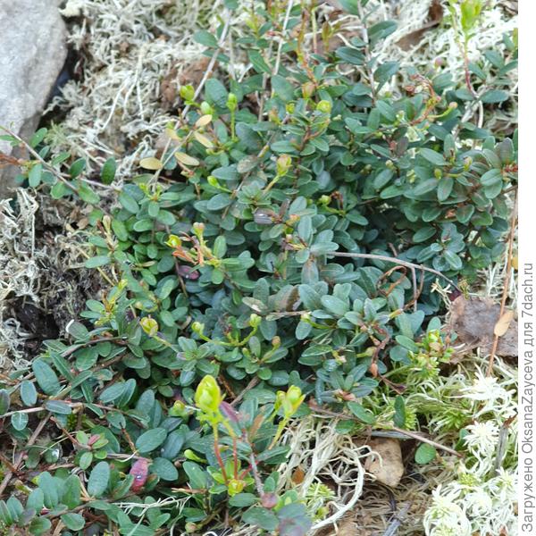 Клюква Пиллигрим, видны молоденькие зеленые побеги