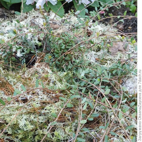 А это Рэд Стар, у нее побеги метровые. Тоже маленькие побеги есть и кажется бутончики =)