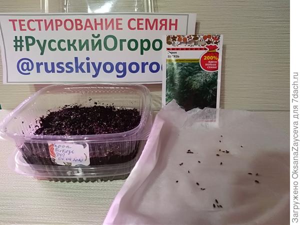 Зубочисткой аккуратно перенесла семечки в грунт