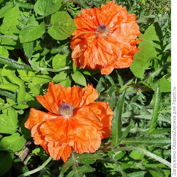 А у меня такие были =)