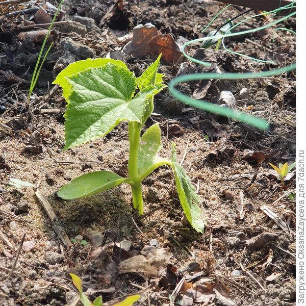 22 июня второй Змей по прежнему махонький
