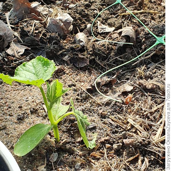17 июня, второй Змей совсем махонький