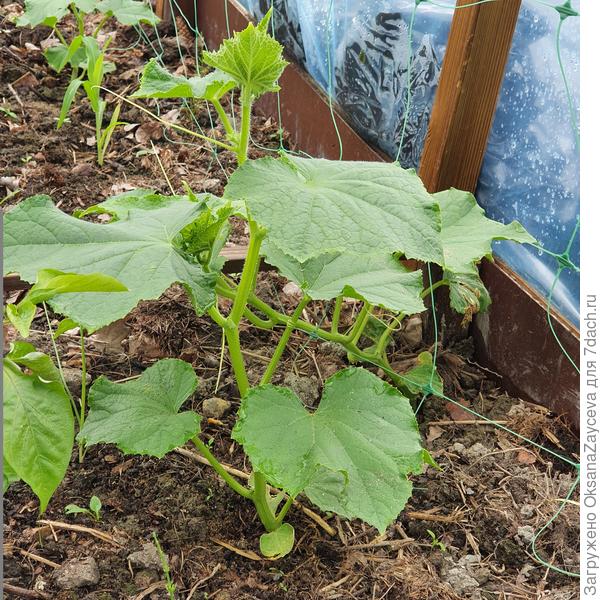 5 июля второй Змей растет, но попрежнему в отставашках