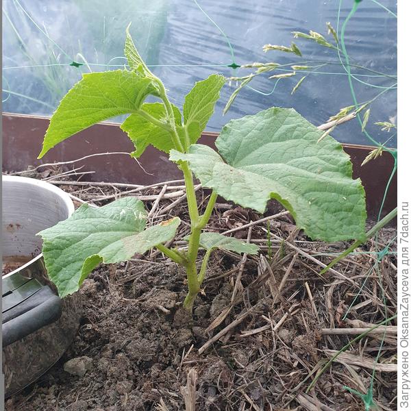 27 июня, вроде начал расти