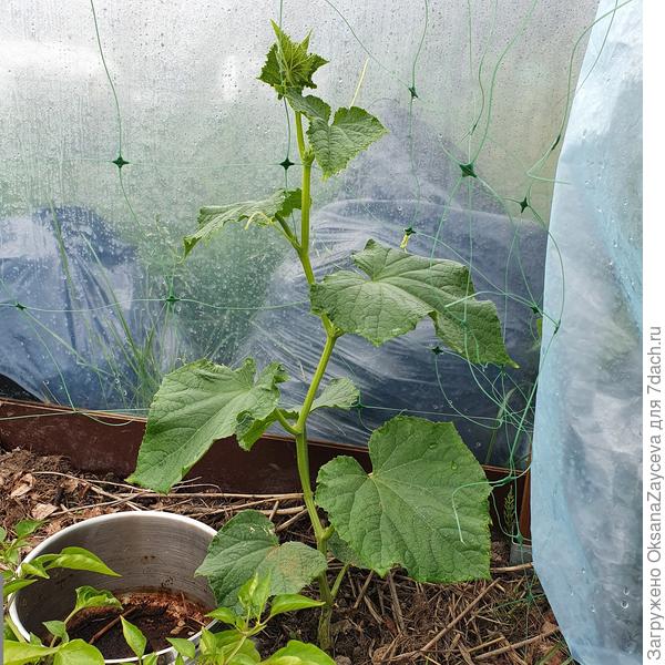 5 июля Белый змей пошел расти