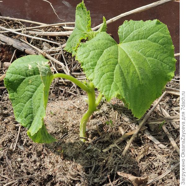 22 июня первый Змей подрос