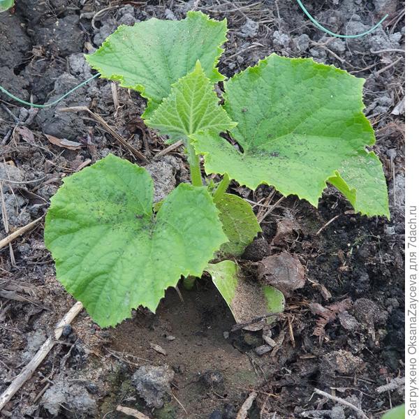 27 июня второй все еще отстает