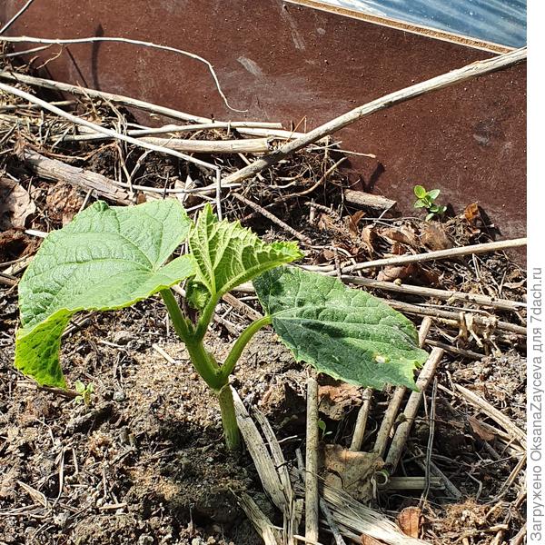 17 июня Белый змей