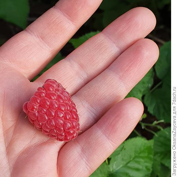 Она реально просто монстр огромный!