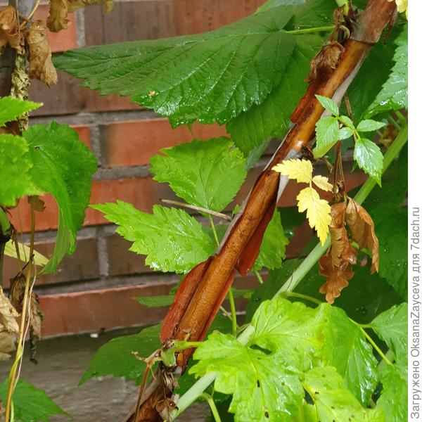 Парпл Джевел без колючек