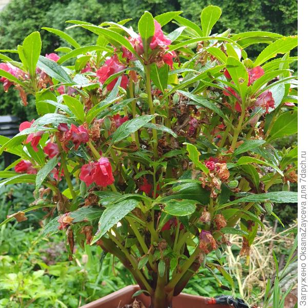 Мой бальзаминчик