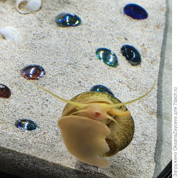 беззаботная ампуляааария =)