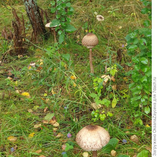 Зонтики вокруг Терна