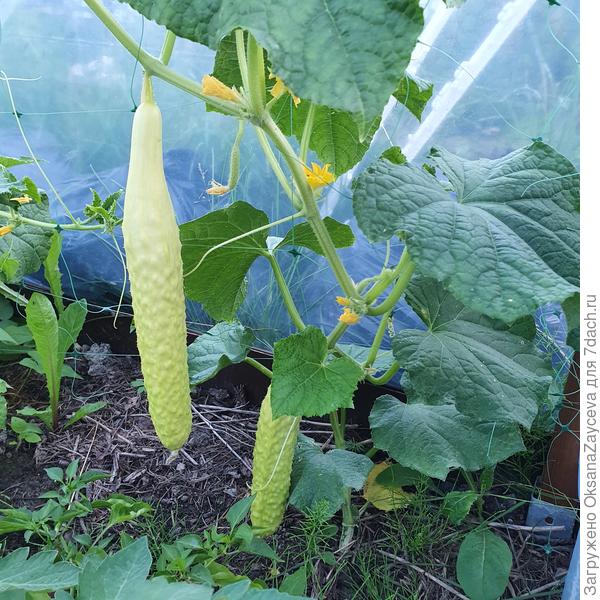 29 июля, йаху! Первые Змеи!