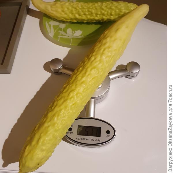 29 июня Белый Змей