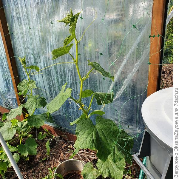 14 июля, общая картина